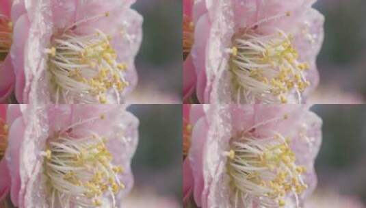 蜜蜂采蜜蝴蝶飞舞盛开花朵高清在线视频素材下载