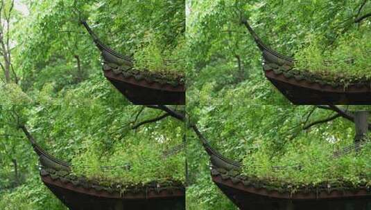 杭州虎跑古建筑亭子飞檐上长满绿色小草高清在线视频素材下载