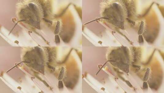 蜜蜂在花上采蜜特写素材高清在线视频素材下载