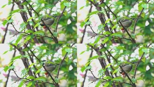 春天雨中麻雀鸟吃食雏鸟高清在线视频素材下载