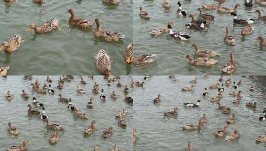 北京延庆野鸭湖湿地公园里的野鸭群高清在线视频素材下载