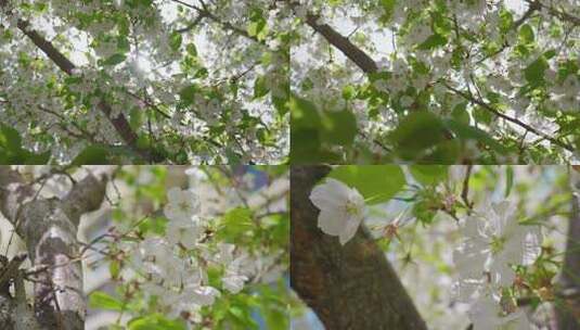 花朵 白色小花高清在线视频素材下载