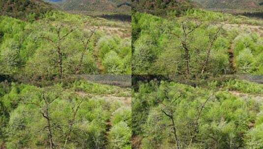 春天嫩绿的梨树林高清在线视频素材下载