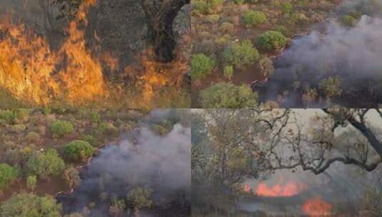 森林火灾大火高清在线视频素材下载