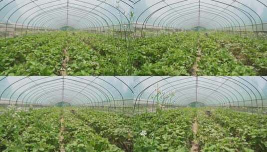 农业草莓种植大棚高清在线视频素材下载