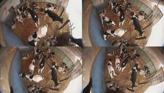 奶牛 小奶牛 奶牛场 奶牛养殖 (105)高清在线视频素材下载