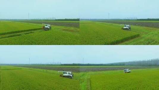 航拍收割机收割水稻高清在线视频素材下载