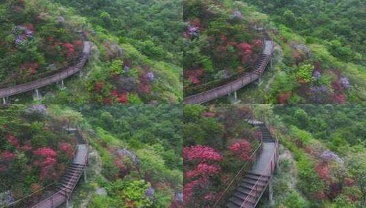 杭州余杭鸬鸟山顶杜鹃花春天映山红航拍高清在线视频素材下载