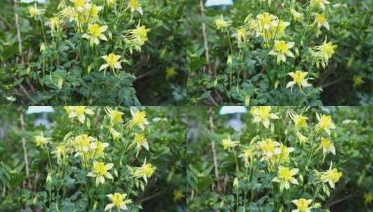 花园园艺鲜花盛开开花高清在线视频素材下载