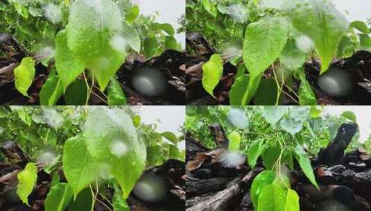 下雨雨水雨天谷雨树叶素材高清在线视频素材下载