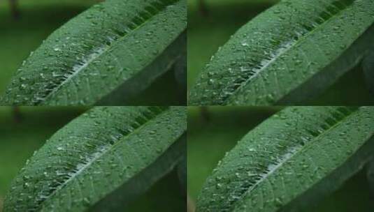 春雨落在嫩叶上高清在线视频素材下载