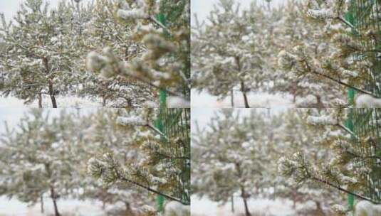 大雪覆盖的松树虚实特写高清在线视频素材下载