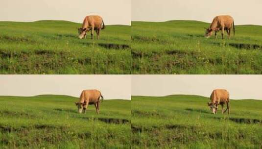 老黄牛在山坡吃草高清在线视频素材下载