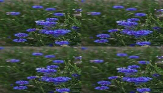 4K植物素材——矢车菊高清在线视频素材下载