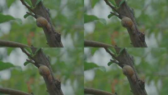 蜗牛在雨后石榴树上爬行高清在线视频素材下载