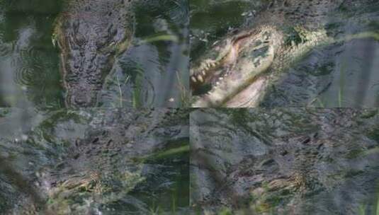 鳄鱼在水中狩猎高清在线视频素材下载