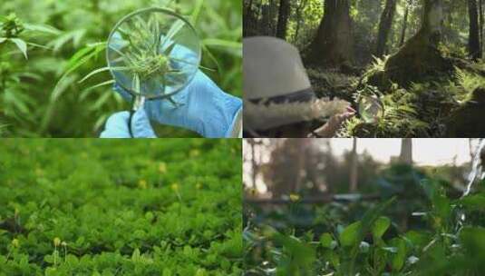 放大镜科学植物研究高清在线视频素材下载