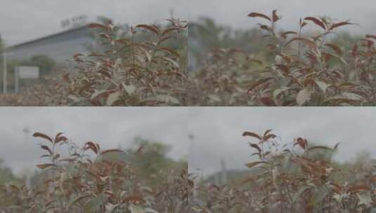 观叶植物红背桂花高清在线视频素材下载