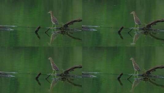 池塘 湖面 树桩 夜鹭 池鹭 鹭鸟高清在线视频素材下载