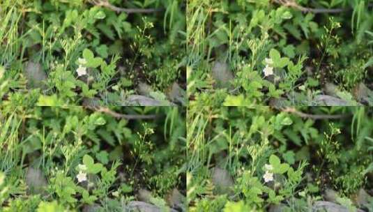 野生东方草莓的花朵和叶子高清在线视频素材下载