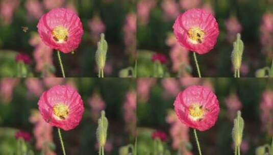 阳光花朵蜜蜂特写高清在线视频素材下载