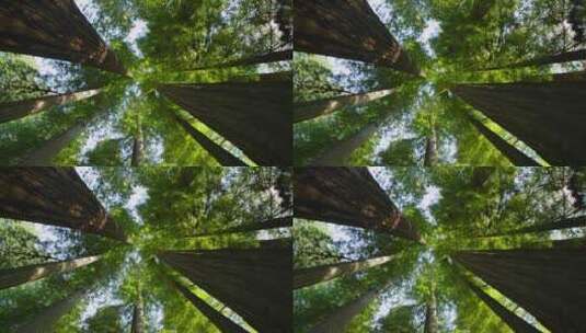 森林树木高清在线视频素材下载