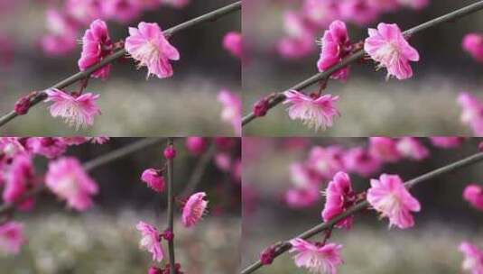 桃花梅花花花朵大自然景观特写公园开放高清在线视频素材下载