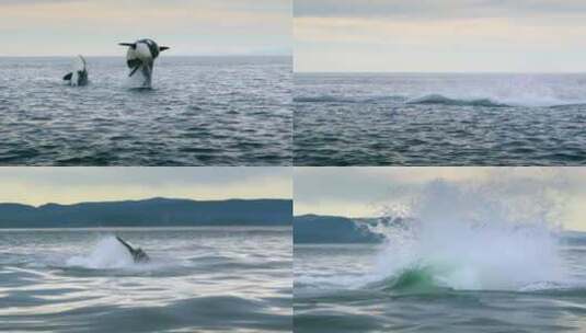 两头鲸鱼跃出海面高清在线视频素材下载