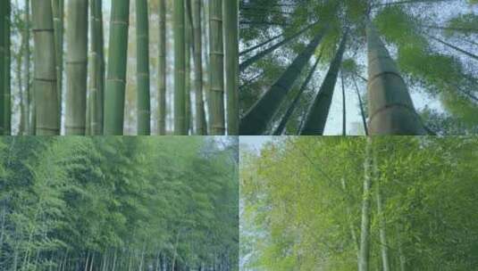 唯美绿色光影竹林高清背景视频高清在线视频素材下载
