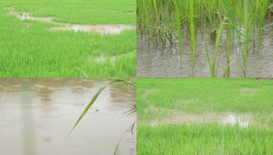 下雨 稻田下雨高清在线视频素材下载