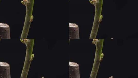春天树木发芽叶子生长茶叶嫩芽延时摄影高清在线视频素材下载