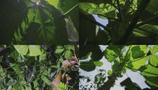 叶子植物生长高清在线视频素材下载