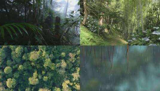 【合集】森林 热带雨林景观 树木 光线高清在线视频素材下载