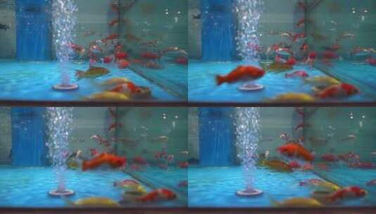 鱼缸里游动的鲤鱼3高清在线视频素材下载