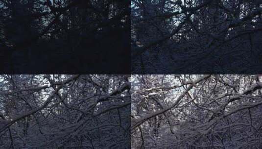 冬天白雪覆盖的森林里延时摄影高清在线视频素材下载