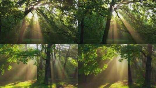 阳光洒进森林高清在线视频素材下载