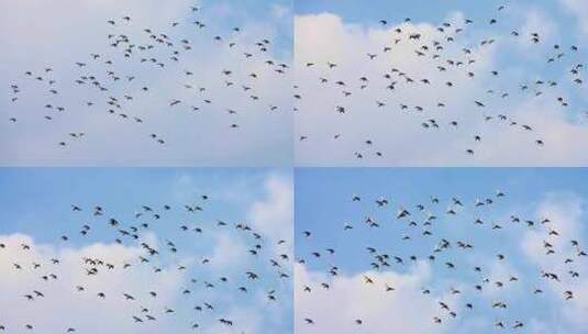 一群鸽子飞过天空 飞鸟鸟群4k宣传片素材高清在线视频素材下载
