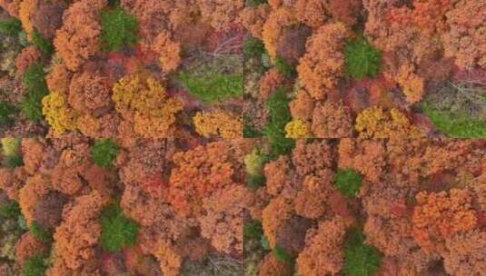 4K秋天色彩五花山光雾山秋景风光自然新疆高清在线视频素材下载