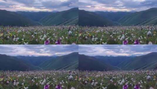 四川阿坝黑水县雅克夏雪山夏日盛开的花海高清在线视频素材下载