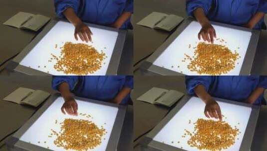 农业试验室筛选玉米种子高清在线视频素材下载