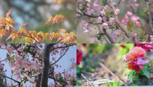 春天秋天枫树叶樱花花朵草木小清新唯美风景高清在线视频素材下载