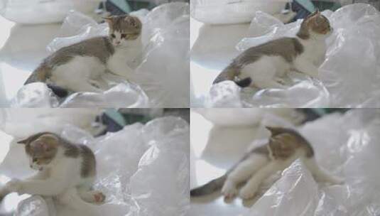 可爱的小奶猫慢镜高清在线视频素材下载