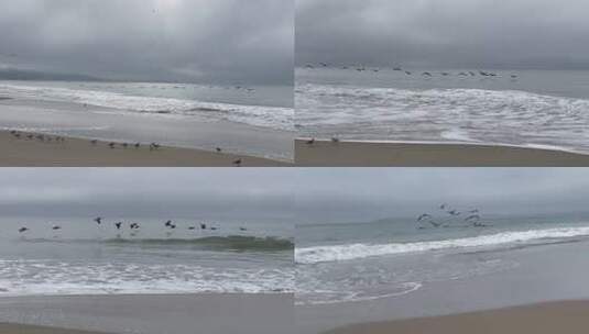 大海海浪海鸟飞翔空镜高清在线视频素材下载