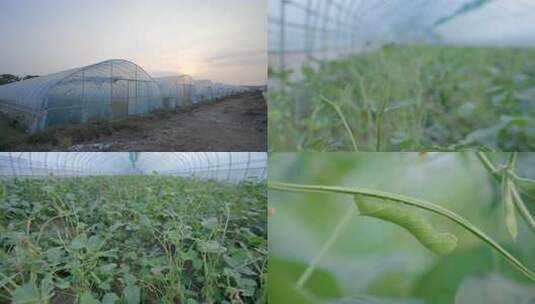 豆虫养殖豆天蛾农业养殖大棚高清在线视频素材下载