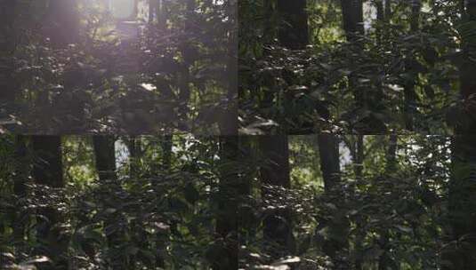 树林树叶叶子光影运镜高清在线视频素材下载