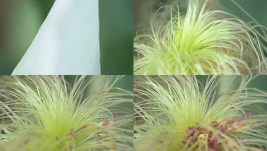 玉米 玉米授粉高清在线视频素材下载