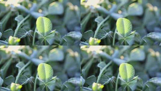 三叶草 冰霜 早晨 幸运草 特写 植物高清在线视频素材下载