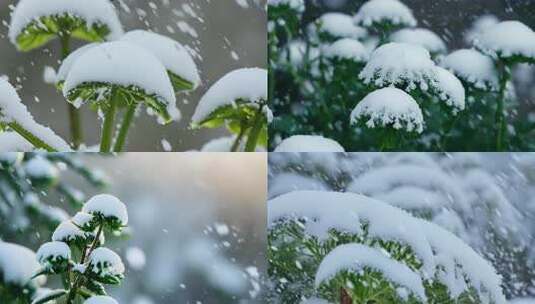 唯美冬季 飘雪 花朵 植物特写雪景 (2)高清在线视频素材下载