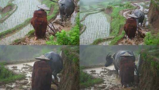 农民戴斗笠在梯田泥地中耕田高清在线视频素材下载