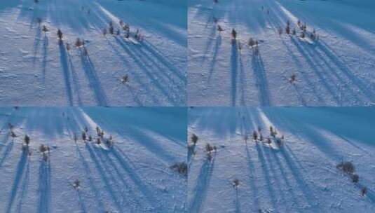 航拍雪原松树光影高清在线视频素材下载